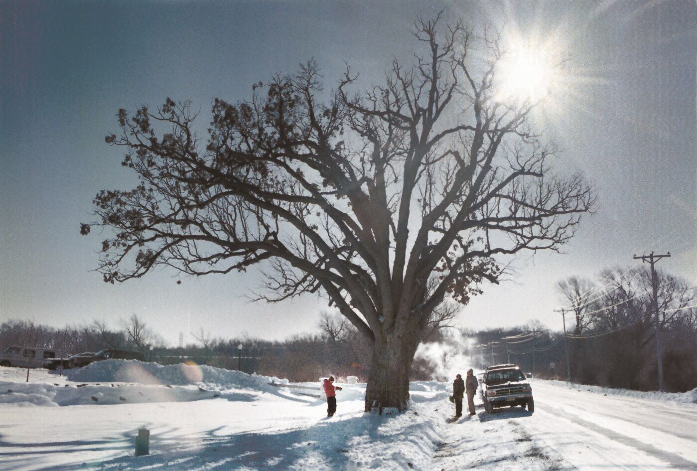 Westport tree